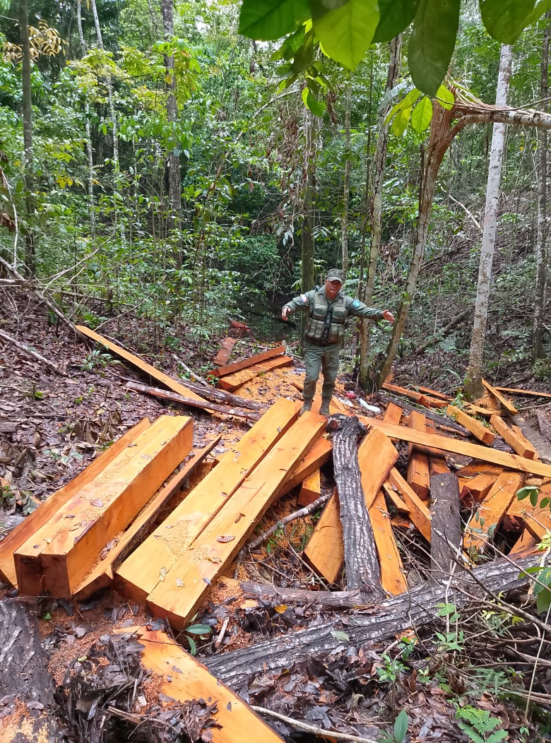 SENPA y Medio Ambiente desmantelan red de tala ilegal en Moca: incautan 40 tablones de caoba y profundizan investigaciones