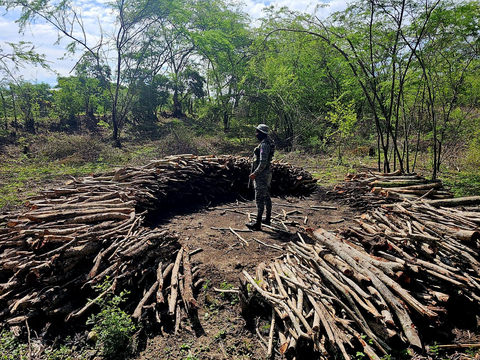 SENPA y el Ministerio de Medio Ambiente Desmantelan Hornos Ilegales de Carbón e Incautan Pez Loro en Operativos Coordinados