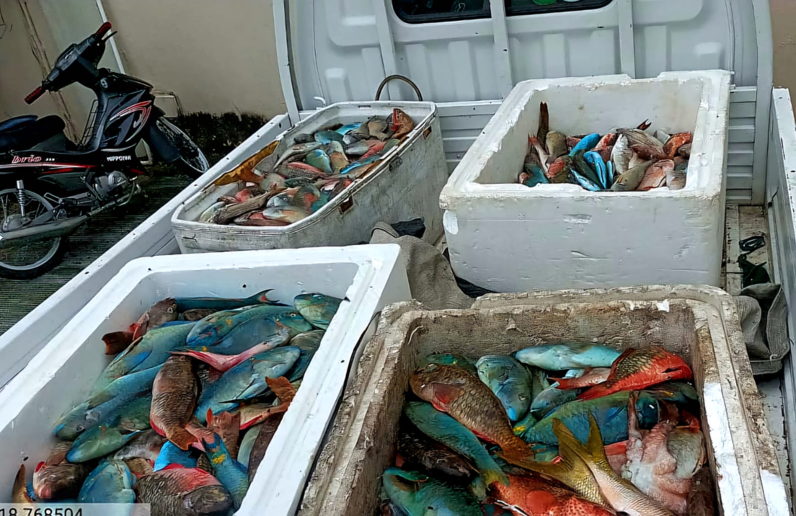 SENPA y Medio Ambiente Asestan Golpe Contra el Tráfico Ilegal de Especies Marinas en veda