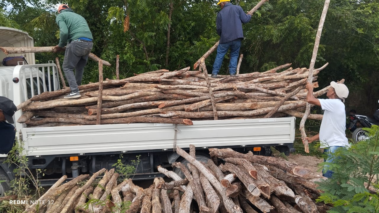 🌳 Operativo Conjunto en Azua: Incautación de 400 Postes de Madera