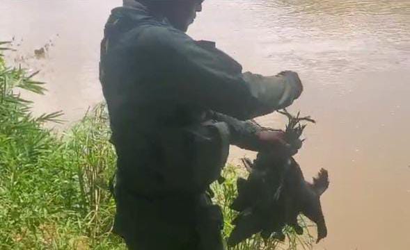 SENPA rescata y libera aves acuáticas comercializadas de forma ilegal en Valverde SENPA rescata y libera aves acuáticas comercializadas de forma ilegal en Valverde