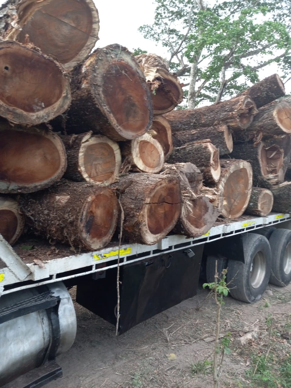 SENPA y Medio Ambiente incautan 5,000 pies de madera ilegal en Sánchez Ramírez SENPA y Medio Ambiente incautan 5,000 pies de madera ilegal en Sánchez Ramírez