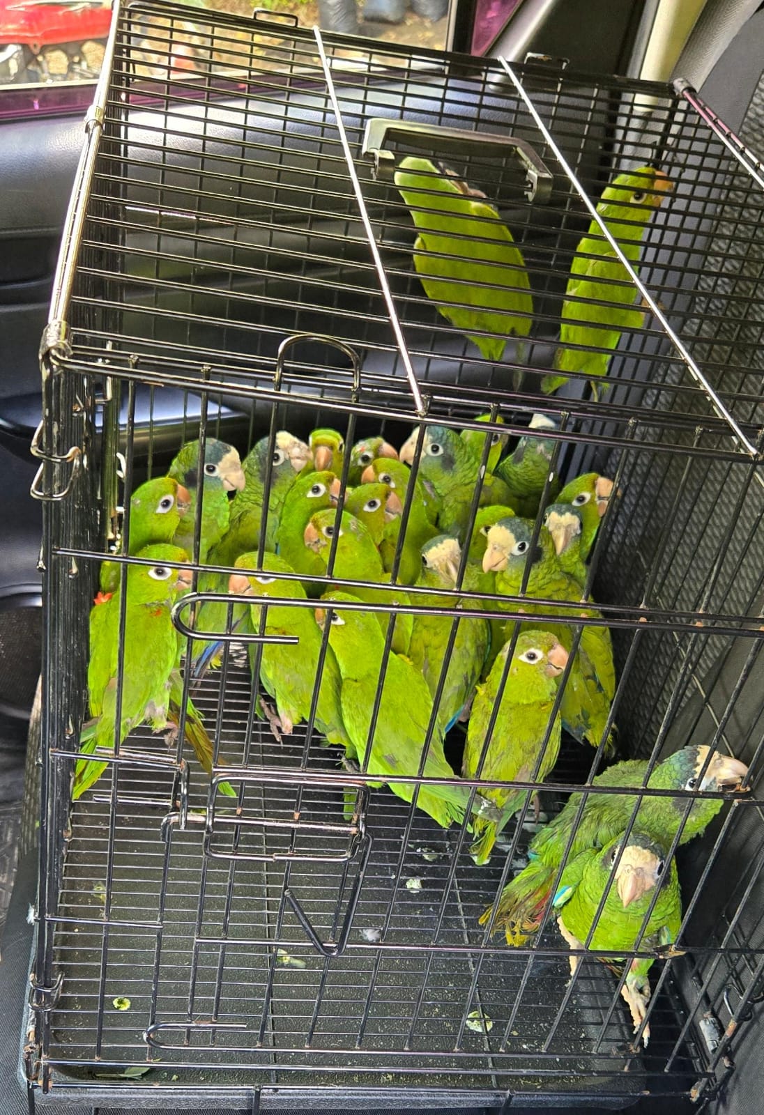 SENPA y Medio Ambiente rescatan 28 aves en veda en Dajabón. SENPA y Medio Ambiente rescatan 28 aves en veda en Dajabón.