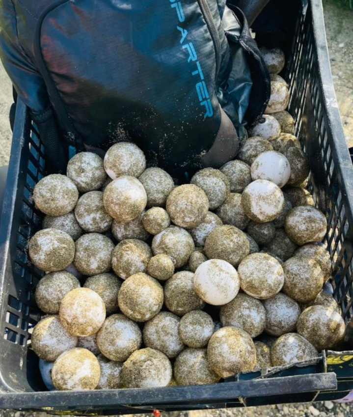 SENPA y guarda parques recuperan 120 huevos de tortuga en María Trinidad Sánchez