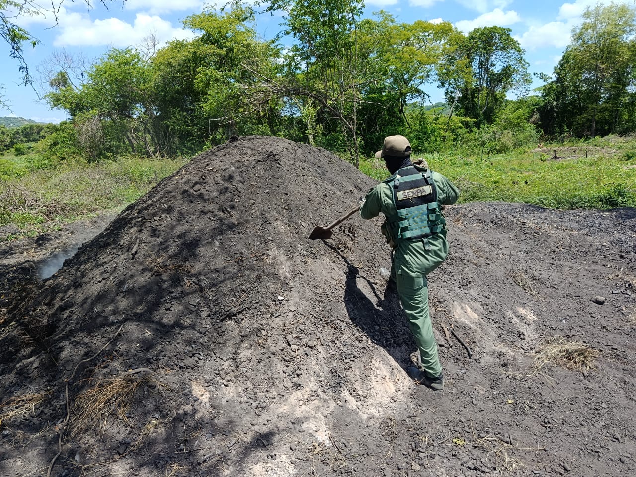 SENPA y Medio Ambiente ejecutan operativos en varias provincias: retienen equipos, ocupan madera y desmantelan hornos de carbón.
